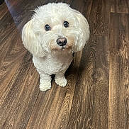 Tom joined the competition — help win amazing prizes! adorable, animal, companion, cute, dog, domestic_animal, ears, eyes, flooring, fluffy, fur, indoor, looking_up, nose, paws, pet, small_dog, waiting, white_dog, wooden_floor