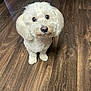adorable, animal, companion, cute, dog, domestic_animal, ears, eyes, flooring, fluffy, fur, indoor, looking_up, nose, paws, pet, small_dog, waiting, white_dog, wooden_floor