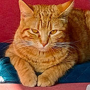 Princesse a rejoint le concours — aidez-le/la à gagner de superbes lots ! cat, orange_tabby, pet, feline, animal, whiskers, paws, cushion, resting, indoors, domestic, fur, closeup, relaxed, cute, mammal, sleepy, portrait, red_background, blue_cushion