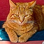 cat, orange_tabby, pet, feline, animal, whiskers, paws, cushion, resting, indoors, domestic, fur, closeup, relaxed, cute, mammal, sleepy, portrait, red_background, blue_cushion