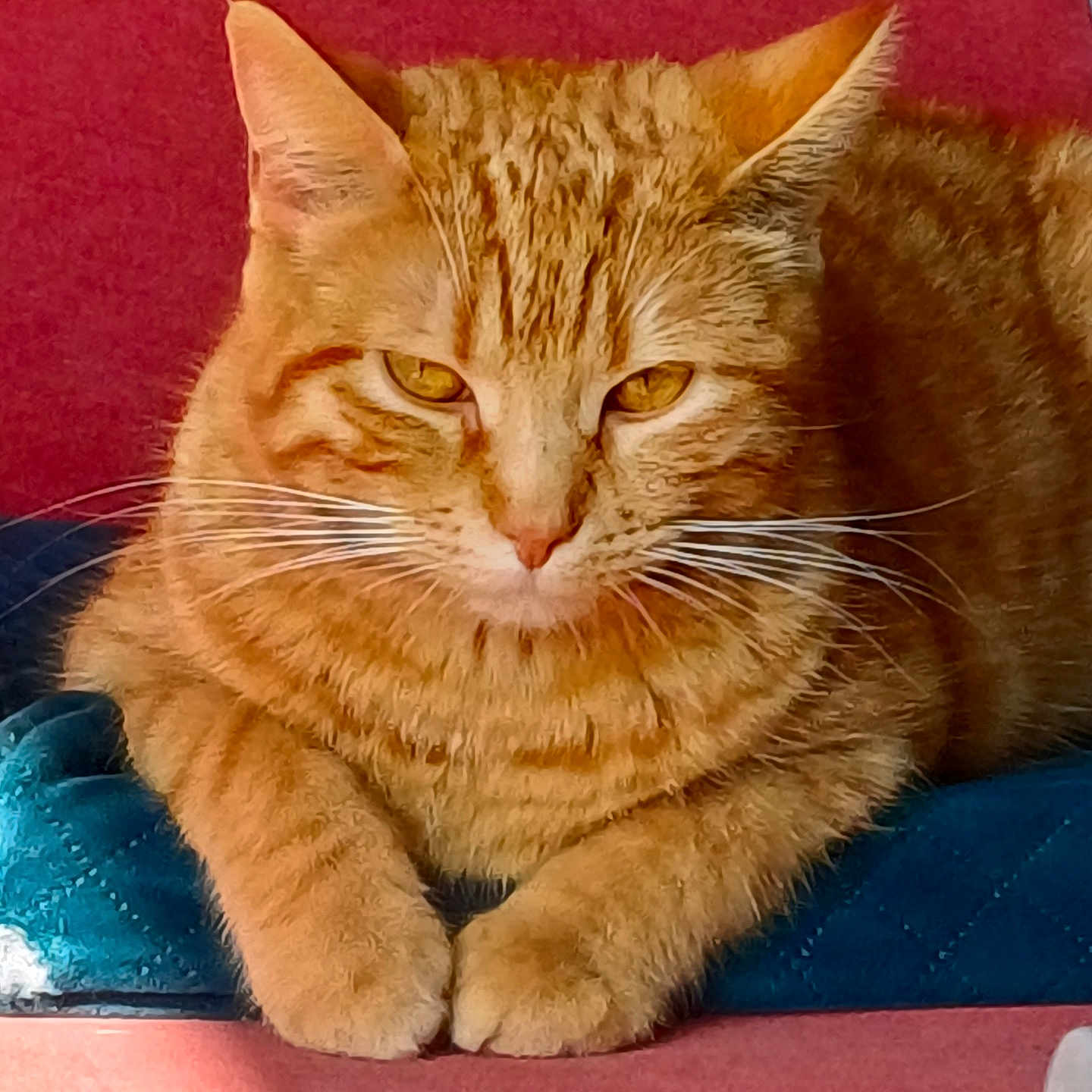 Princesse a rejoint le concours — aidez-le/la à gagner de superbes lots ! animal, blue_cushion, cat, closeup, cushion, cute, domestic, feline, fur, indoors, mammal, orange_tabby, paws, pet, portrait, red_background, relaxed, resting, sleepy, whiskers
