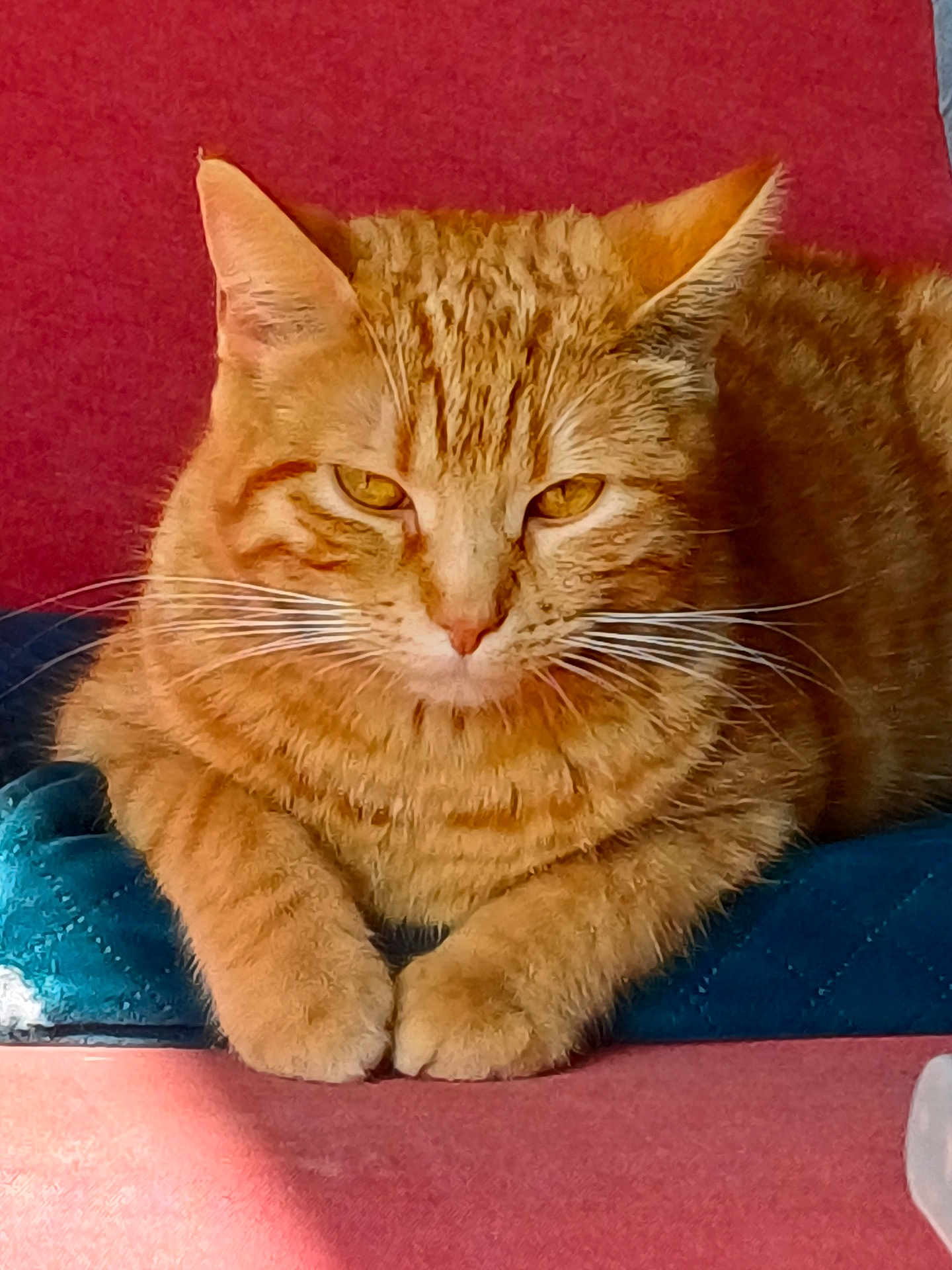 Princesse a rejoint le concours — aidez-le/la à gagner de superbes lots ! cat, orange_tabby, pet, feline, animal, whiskers, paws, cushion, resting, indoors, domestic, fur, closeup, relaxed, cute, mammal, sleepy, portrait, red_background, blue_cushion