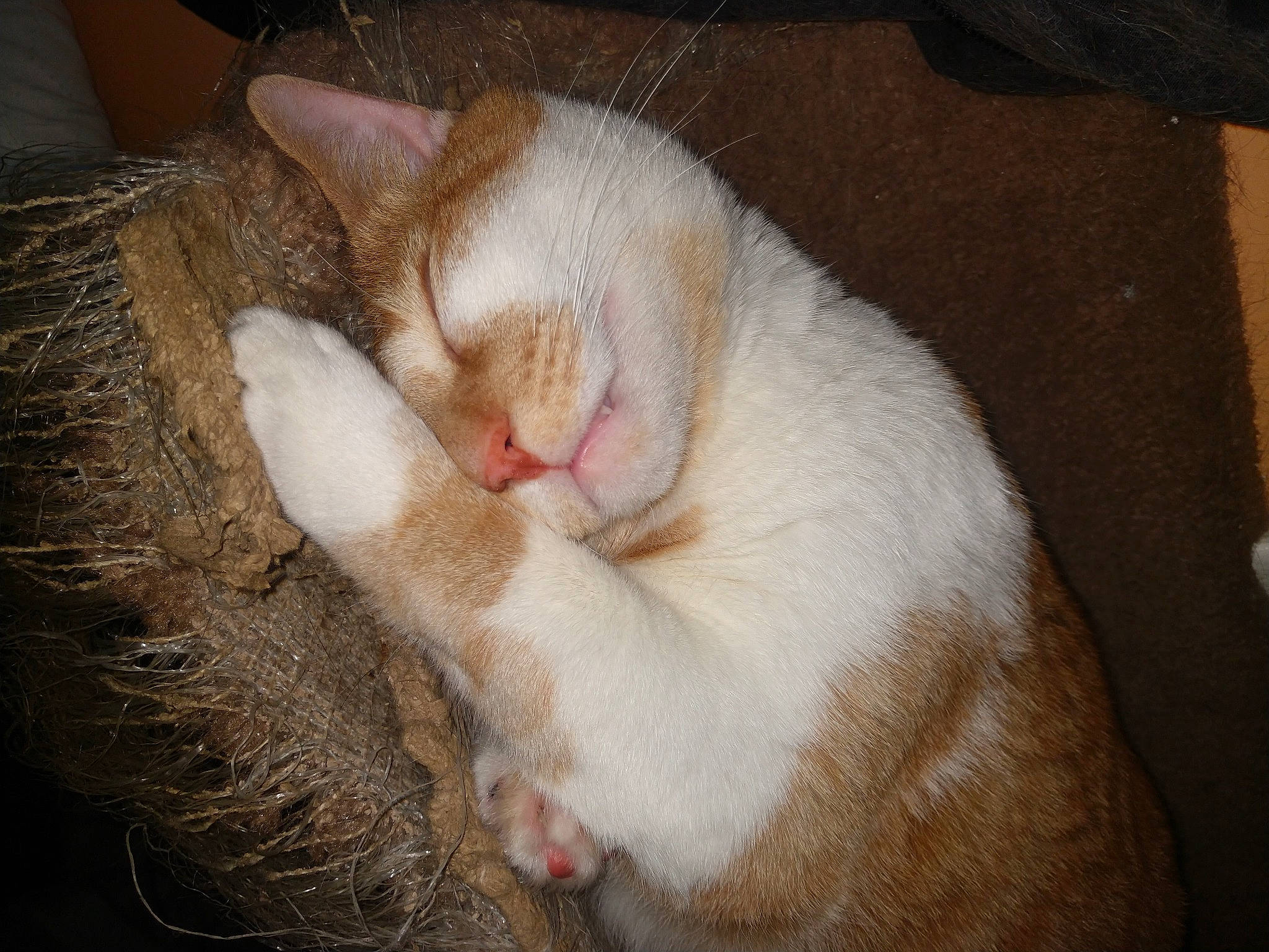 Journey Boy is registered to the contest to win money with this photo: beige, cat, claw, fawn, felidae, fur, iris, skin, small_to_medium_sized_cats, snout, vertebrate, whiskers