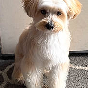 Jax joined the competition — help win amazing prizes! dog, small_dog, white_fur, fluffy, sitting, indoor, rug, door, portrait, pet, ears, eyes, nose, paws, domestic, head_tilt, closeup, looking_at_camera, soft_light, adorable