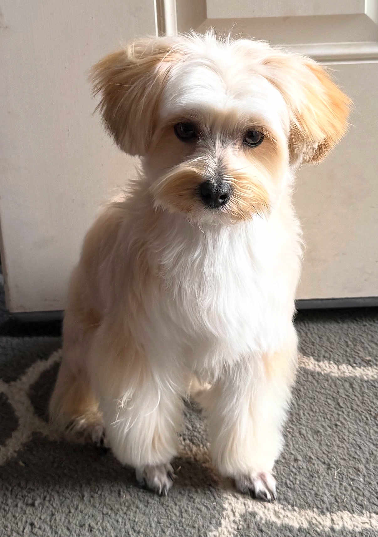 Jax joined the competition — help win amazing prizes! dog, small_dog, white_fur, fluffy, sitting, indoor, rug, door, portrait, pet, ears, eyes, nose, paws, domestic, head_tilt, closeup, looking_at_camera, soft_light, adorable