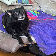 Pip joined the competition — help win amazing prizes! animal, black_dog, blanket, companion, couch, cozy, cute, dog, domestic_animal, fur, furniture, home, indoor, looking_up, pet, pillow, purple_blanket, relaxing, small_dog, wooden_floor