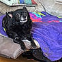 animal, black_dog, blanket, companion, couch, cozy, cute, dog, domestic_animal, fur, furniture, home, indoor, looking_up, pet, pillow, purple_blanket, relaxing, small_dog, wooden_floor