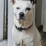 Arlo joined the competition — help win amazing prizes! animal, black_nose, calm, canine, closeup, collar, dog, door, ears, expression, floor, fur, indoor, light, pet, portrait, shadow, sitting, stoic, white_dog
