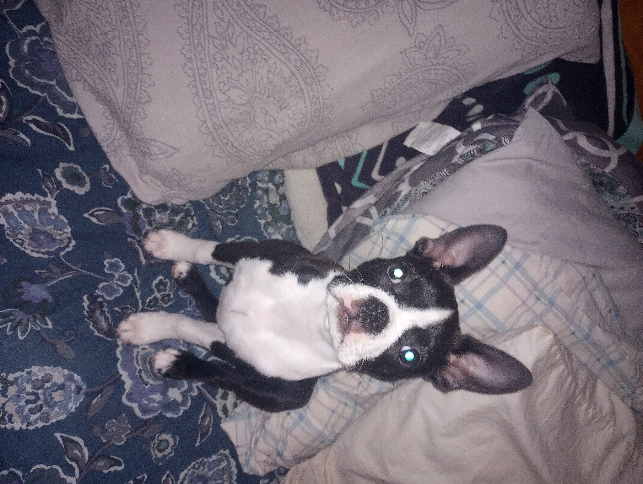 Mary joined the competition — help win amazing prizes! canidae, carnivore, comfort, companion_dog, couch, dog, dog_breed, fawn, felidae, fur, grey, linens, pattern, paw, small_to_medium_sized_cats, snout, sporting_group, tail, toy_dog, whiskers