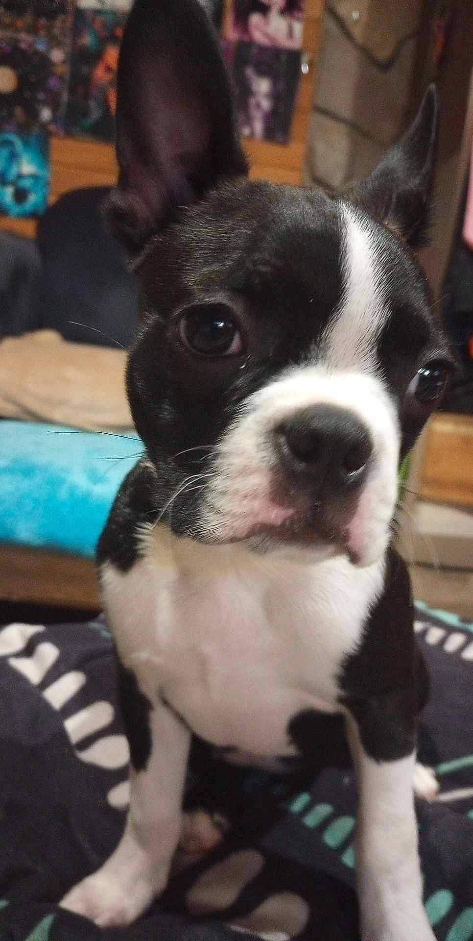 Mary is registered to the contest to win money with this photo: boston_terrier, bulldog, canidae, carnivore, collar, companion_dog, dog, dog_breed, dog_collar, ear, eye, fawn, french_bulldog, fur, non_sporting_group, snout, sporting_group, toy_dog, whiskers, working_animal