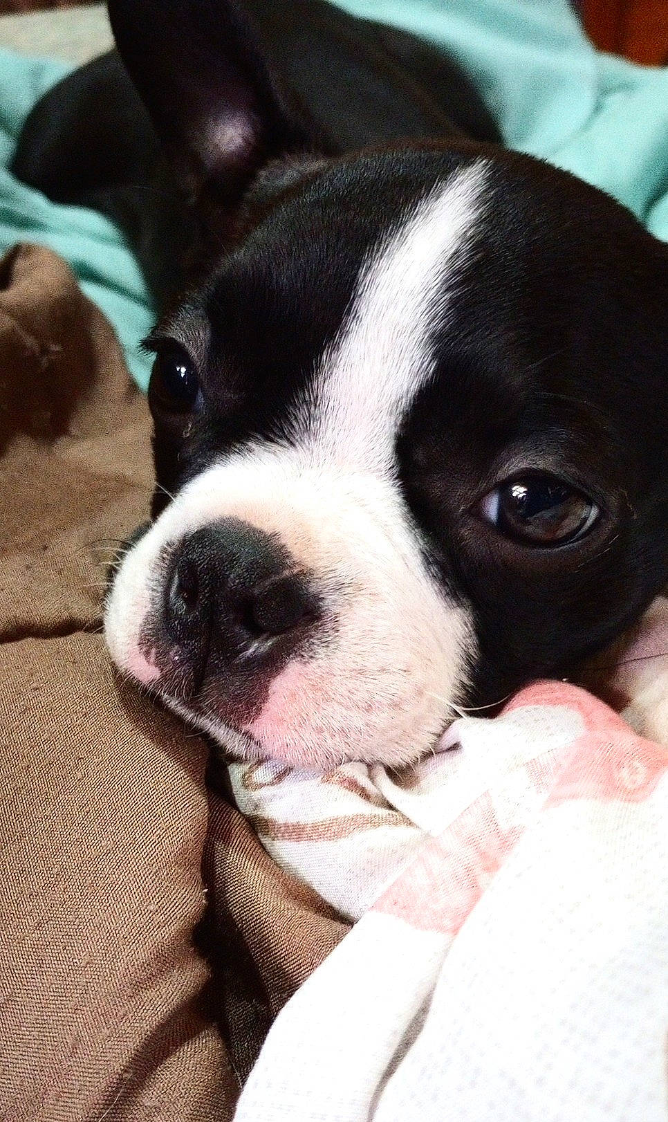 Mary is registered to the contest to win money with this photo: bored, canidae, carnivore, comfort, companion_dog, dog, dog_breed, ear, eye, fawn, fur, head, non_sporting_group, puppy, puppy_love, snout, sporting_group, whiskers, working_animal