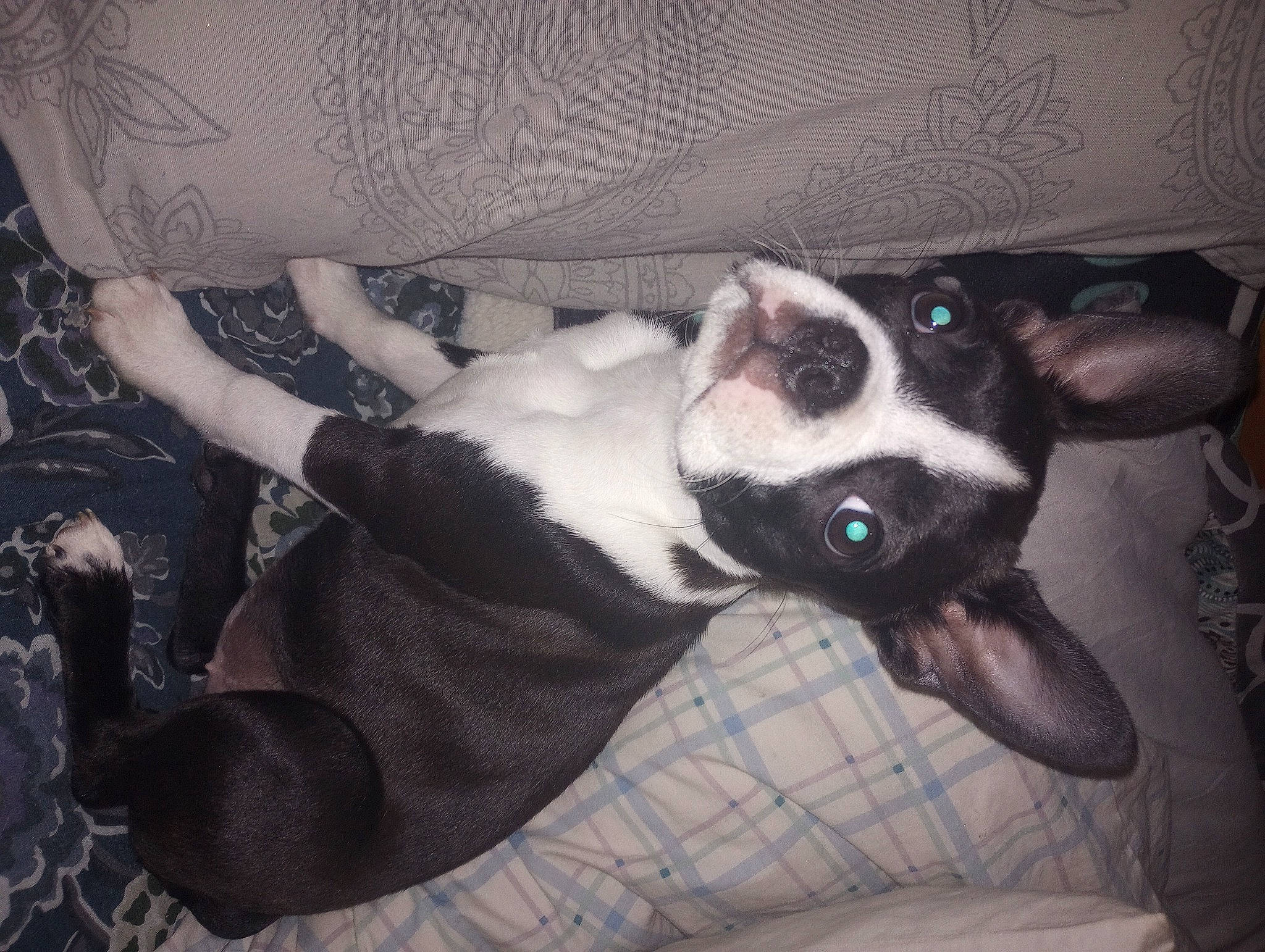 Mary joined the competition — help win amazing prizes! canidae, carnivore, comfort, companion_dog, couch, dog, dog_breed, ear, fawn, fur, grey, nap, non_sporting_group, paw, sporting_group, whiskers, working_animal