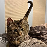 Baby Kitty is registered to the contest to win money with this photo: cat, tabby_cat, indoor, bed, blanket, fur, whiskers, tail, curious, pet, animal, cozy, soft, resting_place, window_blinds, feline, mammal, domestic_animal, cute, alert