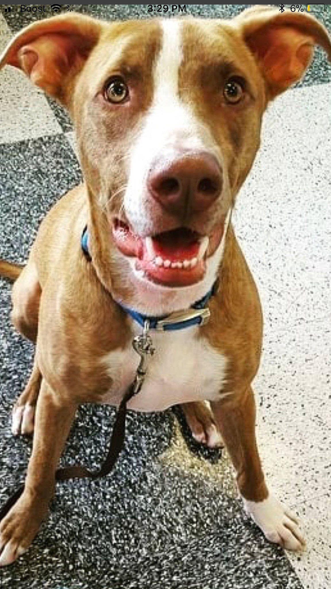 Toby joined the competition — help win amazing prizes! canidae, carnivore, collar, companion_dog, dog, dog_breed, dog_collar, fawn, fur, hunting_dog, leash, liver, non_sporting_group, pet_supply, photography, sporting_group, water, whiskers, working_animal, working_dog