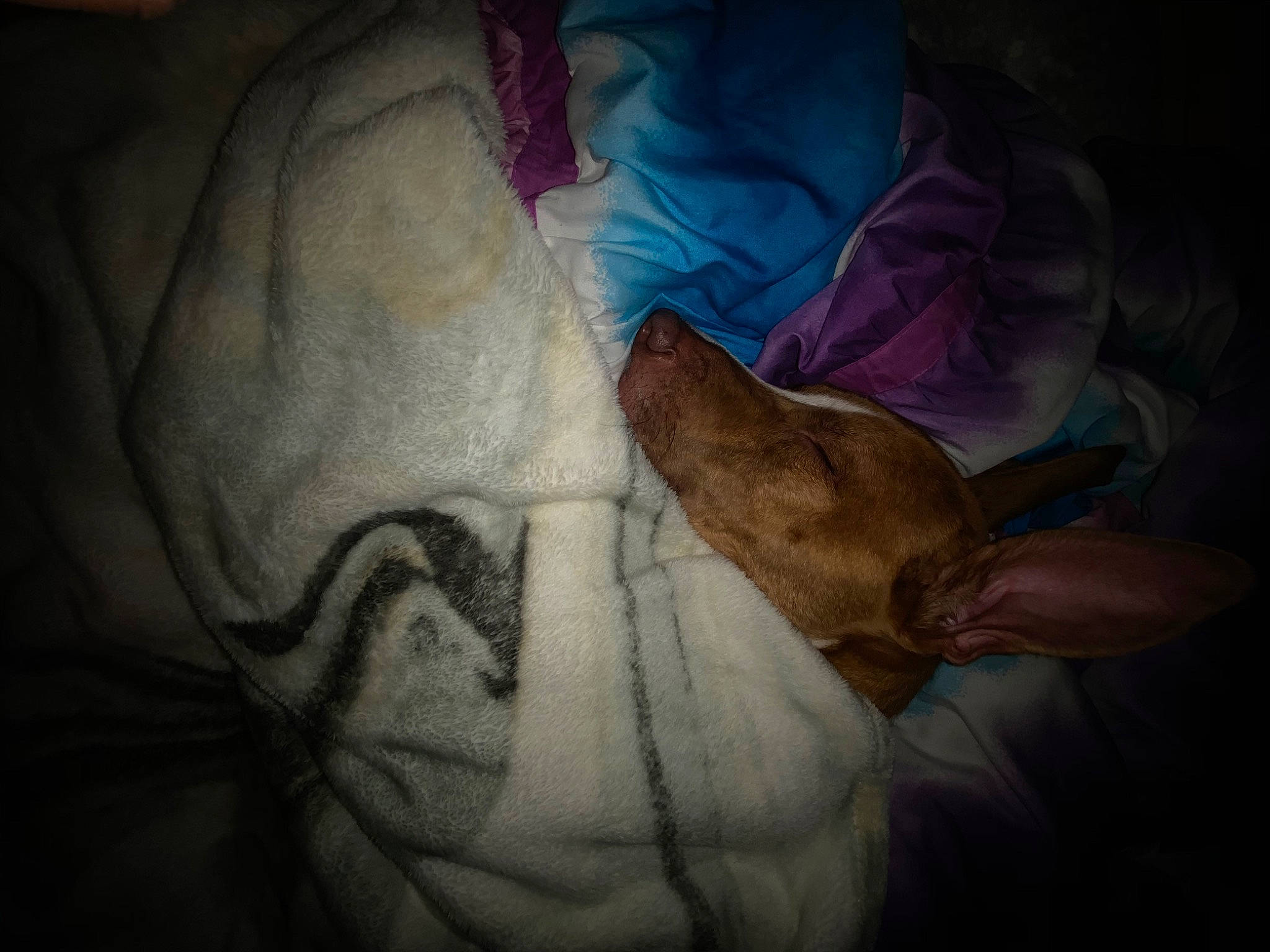 Toby joined the competition — help win amazing prizes! art, artwork, blanket, canidae, carnivore, comfort, darkness, dog, dog_breed, drawing, flesh, gesture, grey, human_leg, linens, painting, room, tints_and_shades, visual_arts, wrinkle