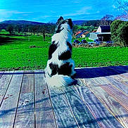 Sanka a rejoint le concours — aidez-le/la à gagner de superbes lots ! animal, architecture, backyard, building, canine, car, deck, dog, grass, house, housing, nature, outdoors, pet, plant, porch, shelter, transportation, wood, yard