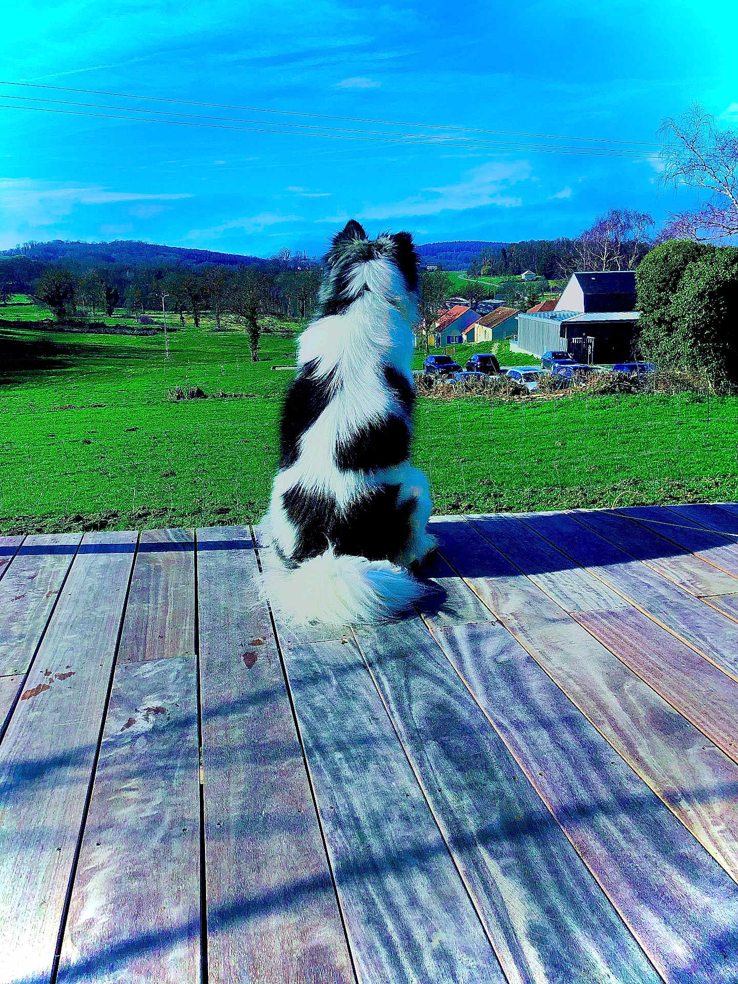 Sanka a rejoint le concours — aidez-le/la à gagner de superbes lots ! animal, architecture, backyard, building, canine, car, deck, dog, grass, house, housing, nature, outdoors, pet, plant, porch, shelter, transportation, wood, yard