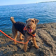 Uby a rejoint le concours — aidez-le/la à gagner de superbes lots ! animal, blue_sky, canine, collar, curly_fur, daytime, dog, happy, leash, nature, outdoor, pet, playful, rocky_shore, sailboat, sea, sunny, tongue_out, water, waves