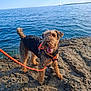 animal, blue_sky, canine, collar, curly_fur, daytime, dog, happy, leash, nature, outdoor, pet, playful, rocky_shore, sailboat, sea, sunny, tongue_out, water, waves