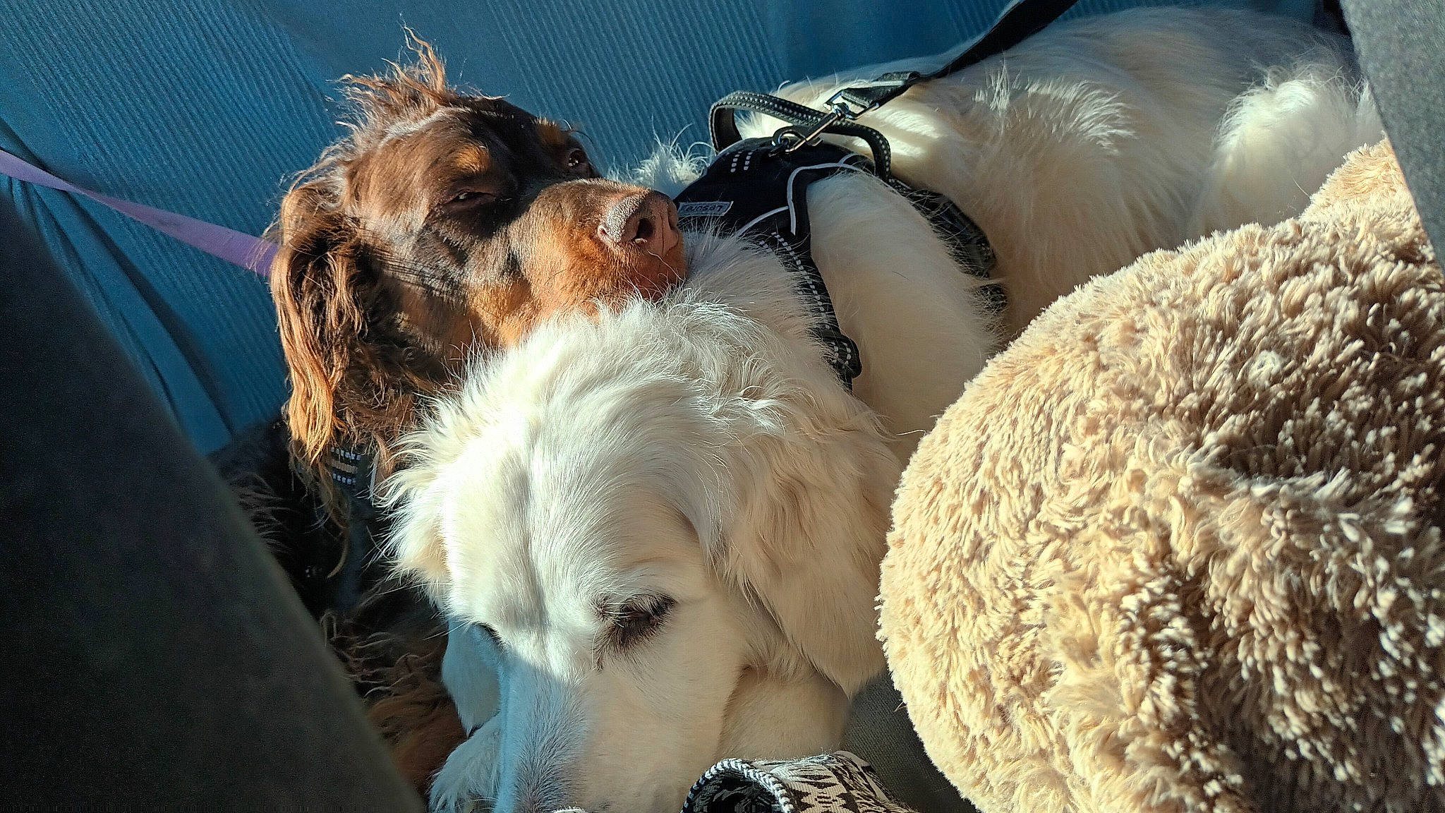 Locky participe au concours pour gagner de l'argent avec cette photo : canidae, carnivore, comfort, companion_dog, dog, dog_breed, dog_collar, fawn, fur, happy, love, mammal, nap, puppy_love, snout, sporting_group, sunglasses, terrier, toy_dog, working_animal