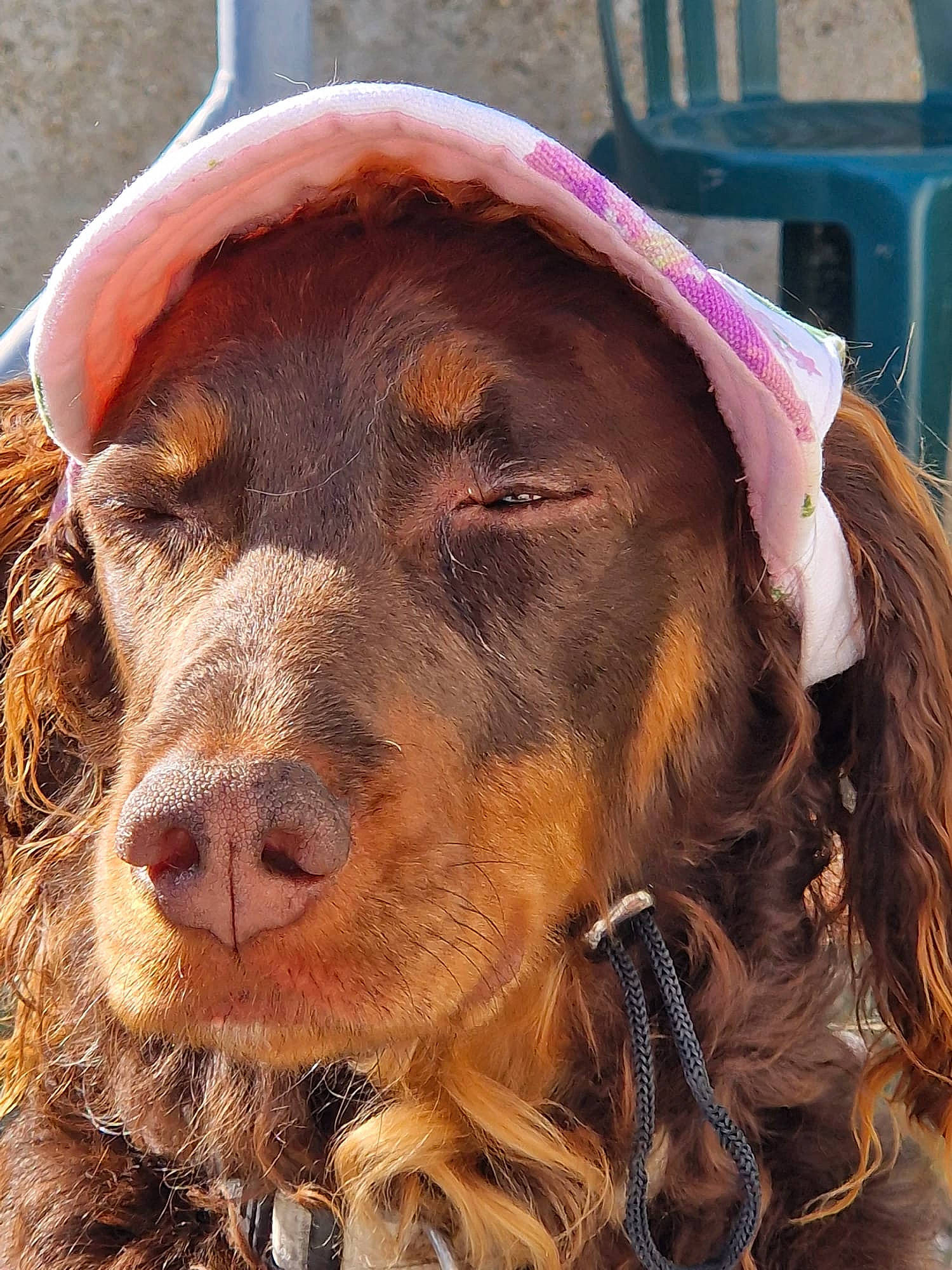 Locky participe au concours pour gagner de l'argent avec cette photo : canidae, carnivore, companion_dog, dog, dog_breed, fashion_accessory, fawn, fur, hat, hunting_dog, liver, magenta, natural_material, snout, sporting_group, terrestrial_animal, working_animal, wrinkle
