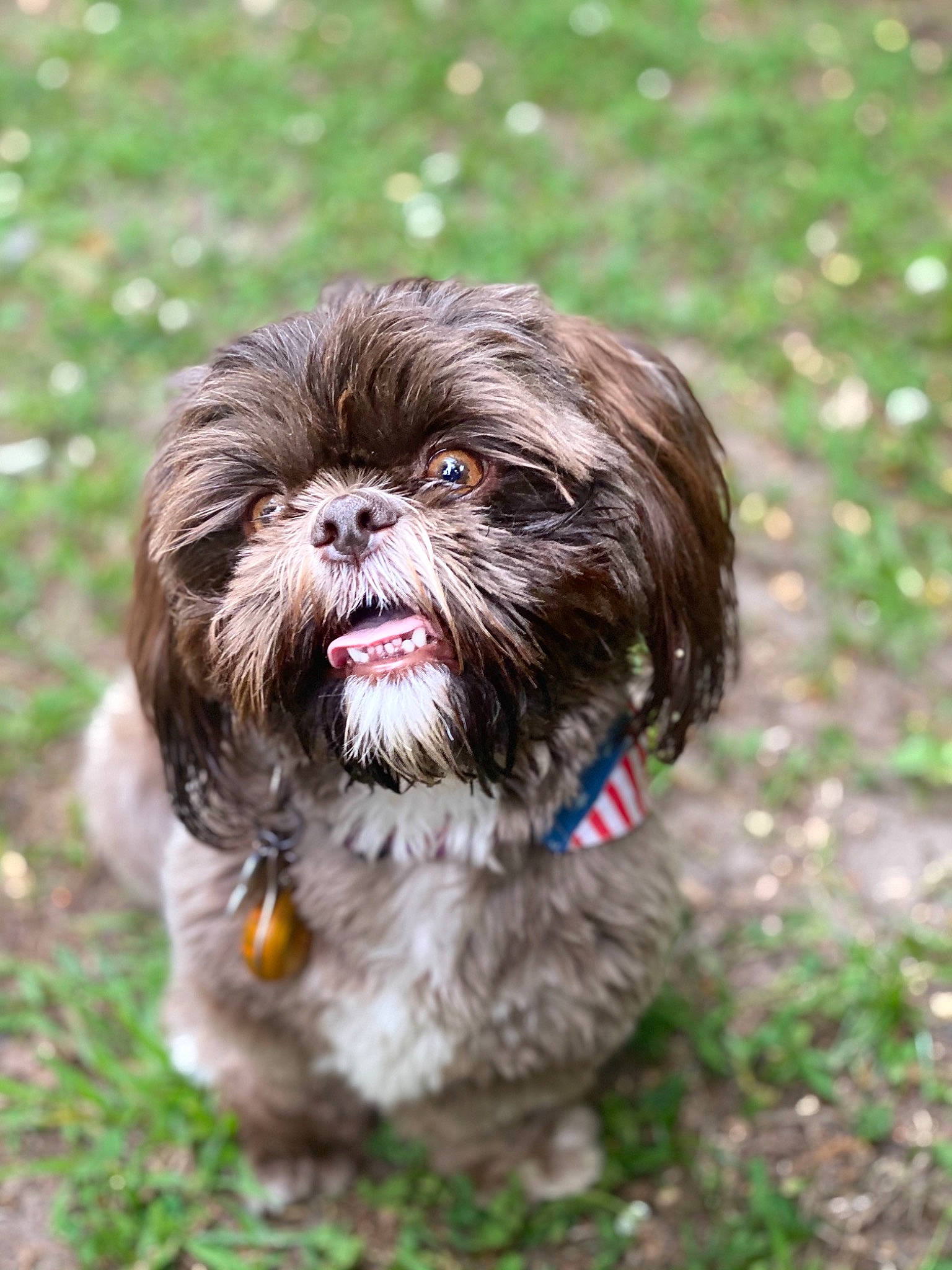 Dj joined the competition — help win amazing prizes! canidae, carnivore, companion_dog, dog, dog_breed, dog_supply, fawn, fur, grass, liver, maltepoo, shih_tzu, snout, sporting_group, terrestrial_animal, terrier, toy_dog, water_dog, working_animal, wrinkle