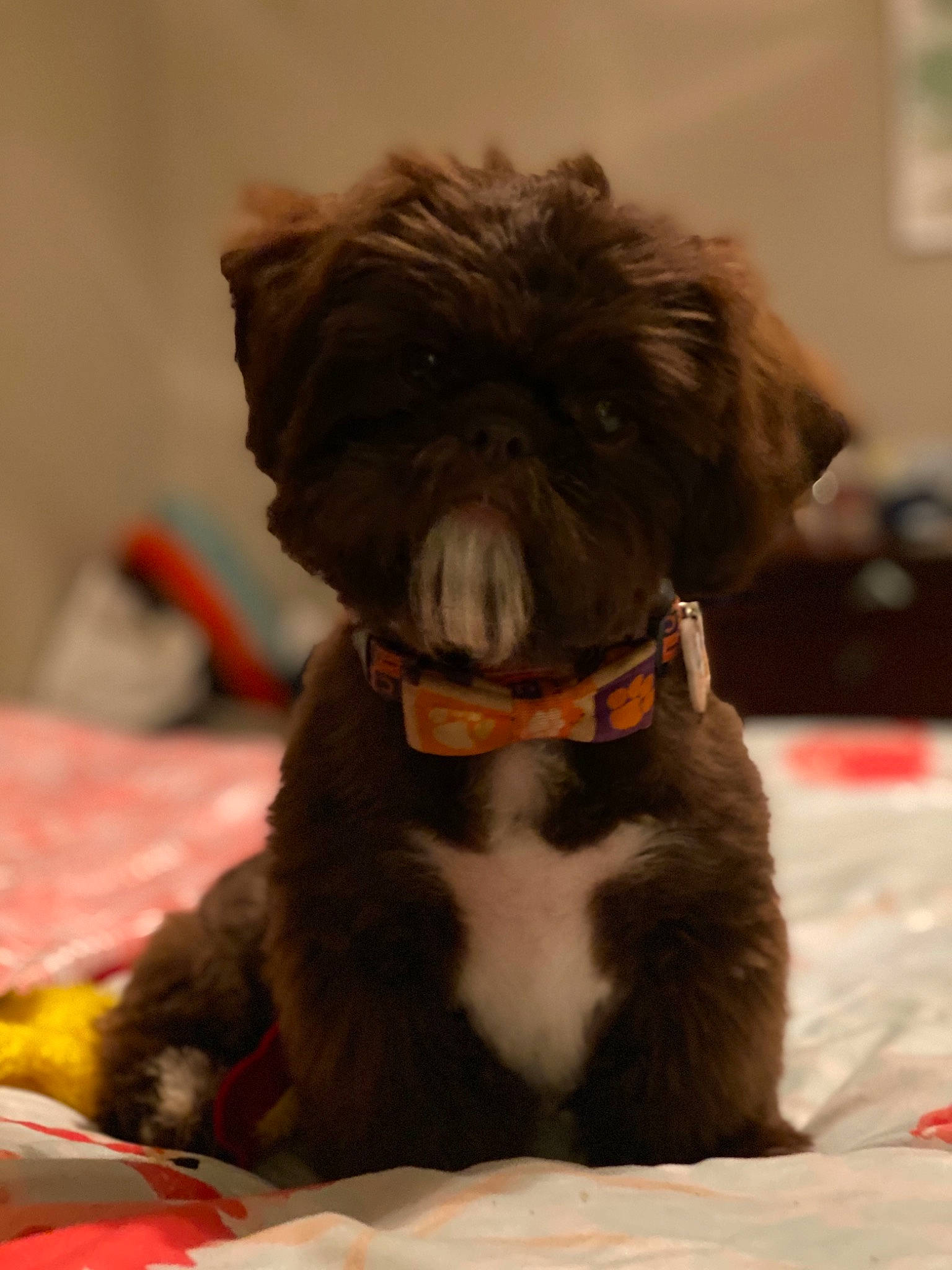 Dj is registered to the contest to win money with this photo: affenpinscher, bolonka, canidae, carnivore, companion_dog, dog, dog_breed, havanese, lhasa_apso, mammal, miniature_schnauzer, non_sporting_group, portuguese_water_dog, puppy, rare_breed_dog, schnoodle, shih_tzu, snout, sporting_group, toy_dog