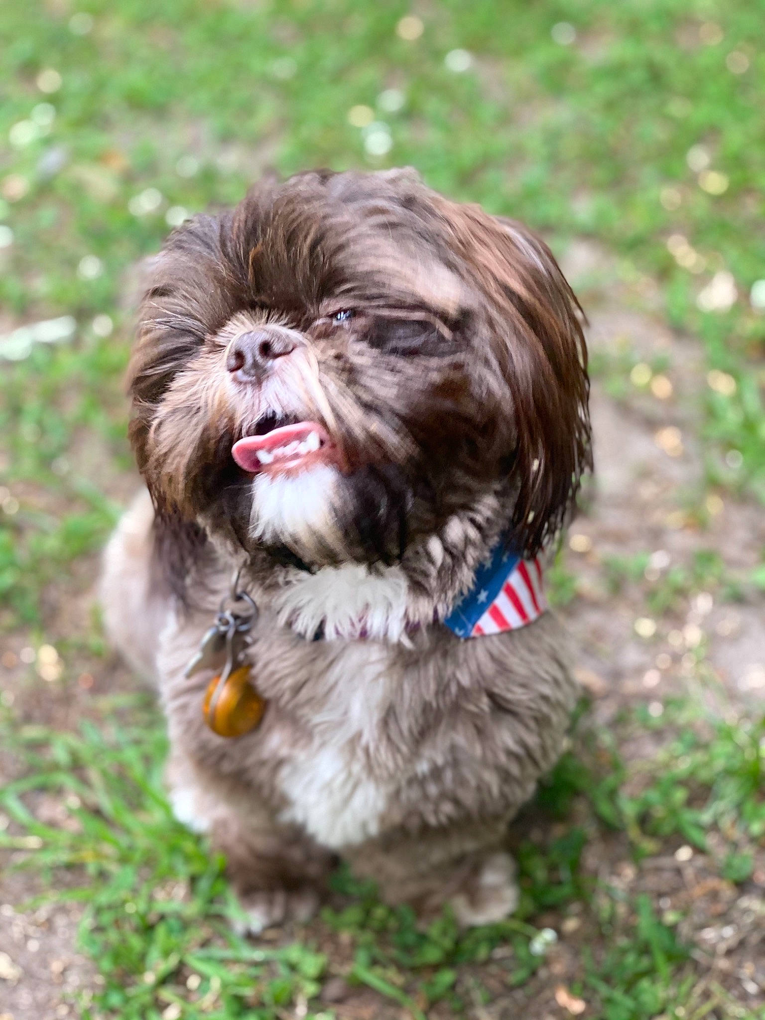 Dj is registered to the contest to win money with this photo: canidae, carnivore, companion_dog, dog, dog_breed, dog_supply, fawn, fur, grass, liver, plant, shih_tzu, snout, sporting_group, terrestrial_animal, terrier, toy_dog, water_dog, whiskers, working_animal