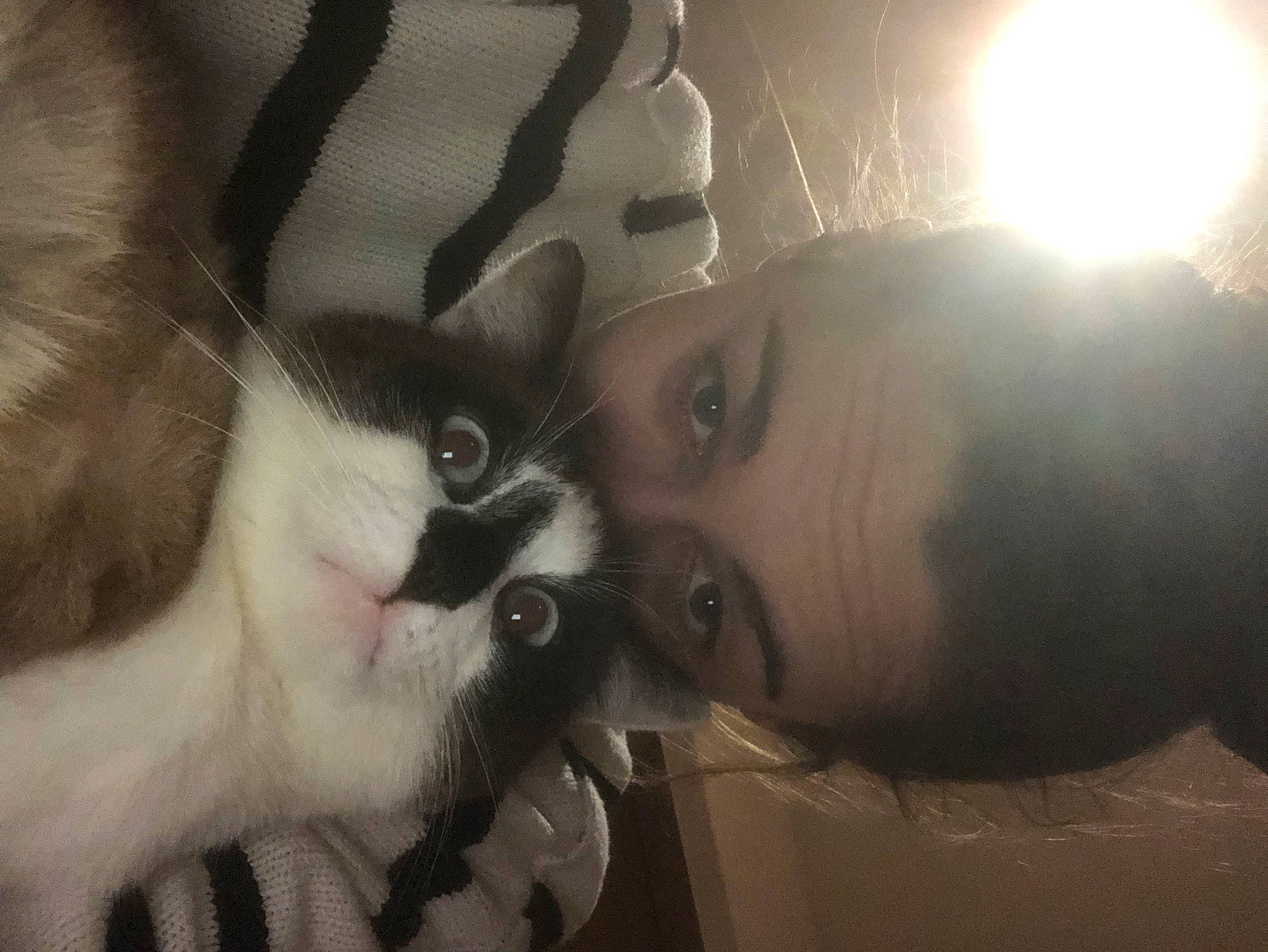 Siam a rejoint le concours — aidez-le/la à gagner de superbes lots ! beard, black_hair, carnivore, cat, comfort, ear, eyebrow, eyelash, eyewear, felidae, flash_photography, gesture, happy, iris, jaw, mouth, neck, nose, selfie, whiskers