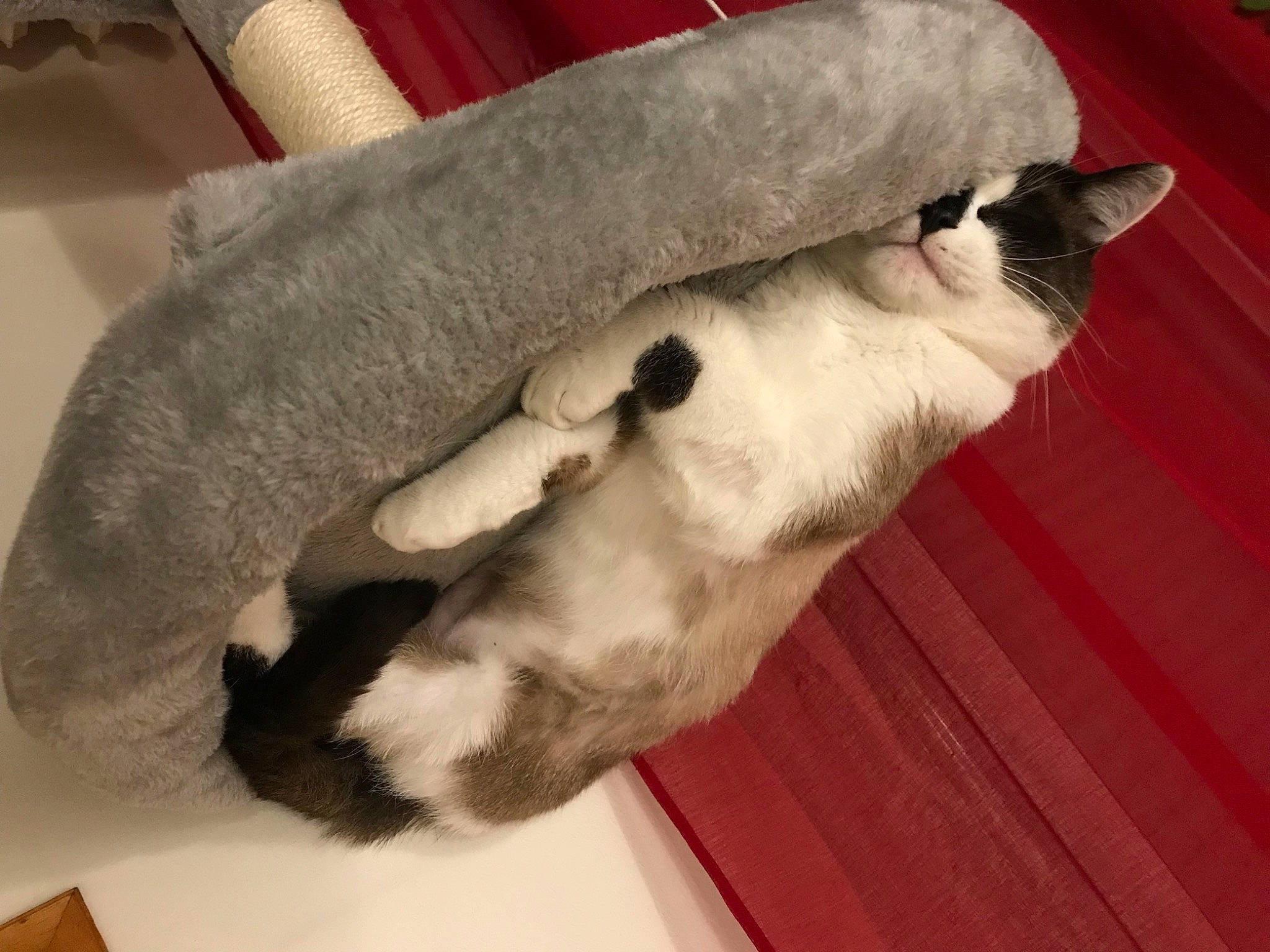 Siam a rejoint le concours — aidez-le/la à gagner de superbes lots ! canidae, carnivore, comfort, companion_dog, dog_breed, domestic_short_haired_cat, fawn, felidae, foot, fur, hardwood, human_leg, mammal, paw, small_to_medium_sized_cats, snout, tail, vertebrate, whiskers, wood