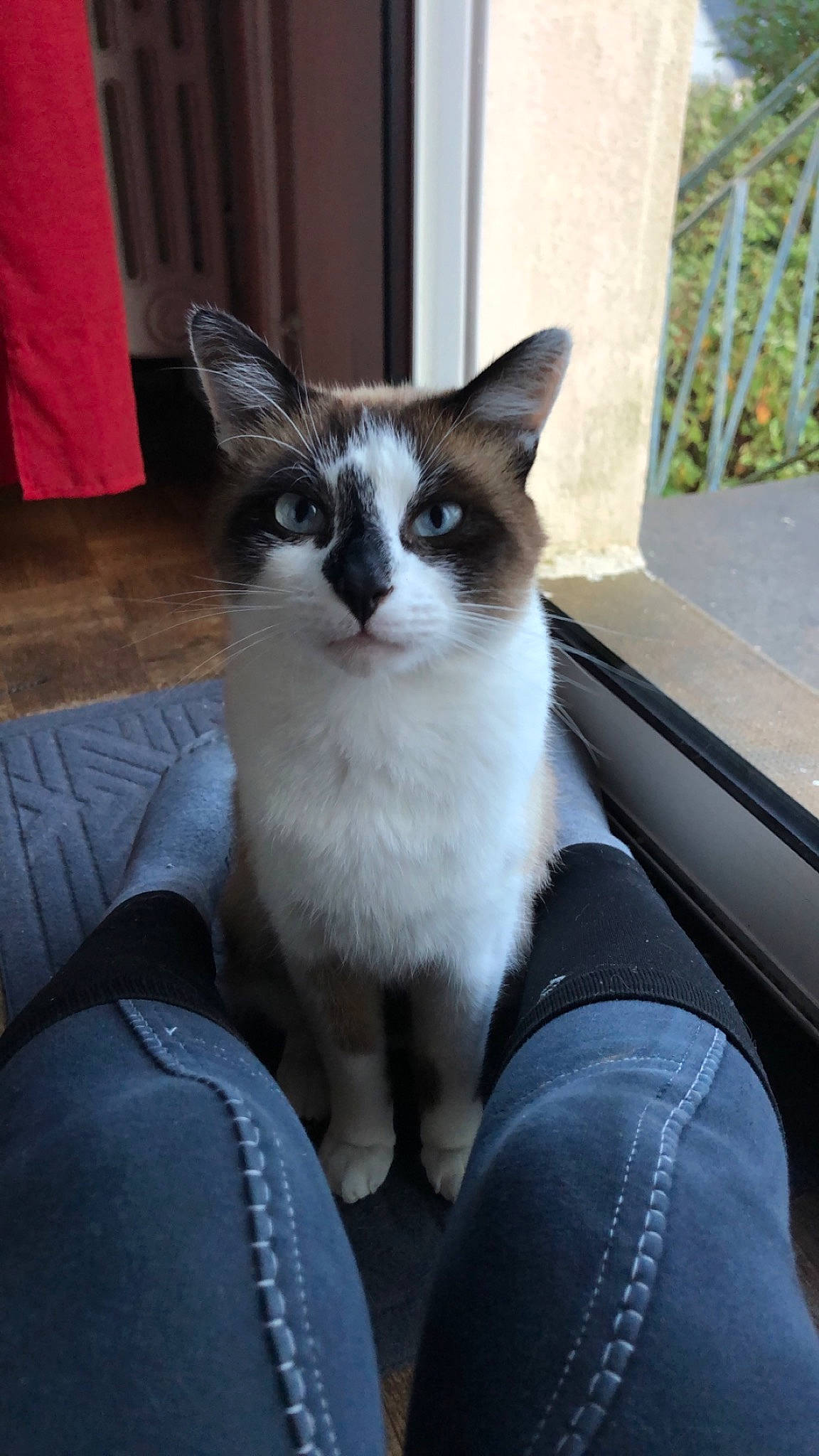 Siam participe au concours pour gagner de l'argent avec cette photo : box, carnivore, cat, comfort, denim, domestic_short_haired_cat, eye, felidae, flooring, fur, hardwood, human_leg, leg, sitting, small_to_medium_sized_cats, snout, tail, whiskers, window, wood