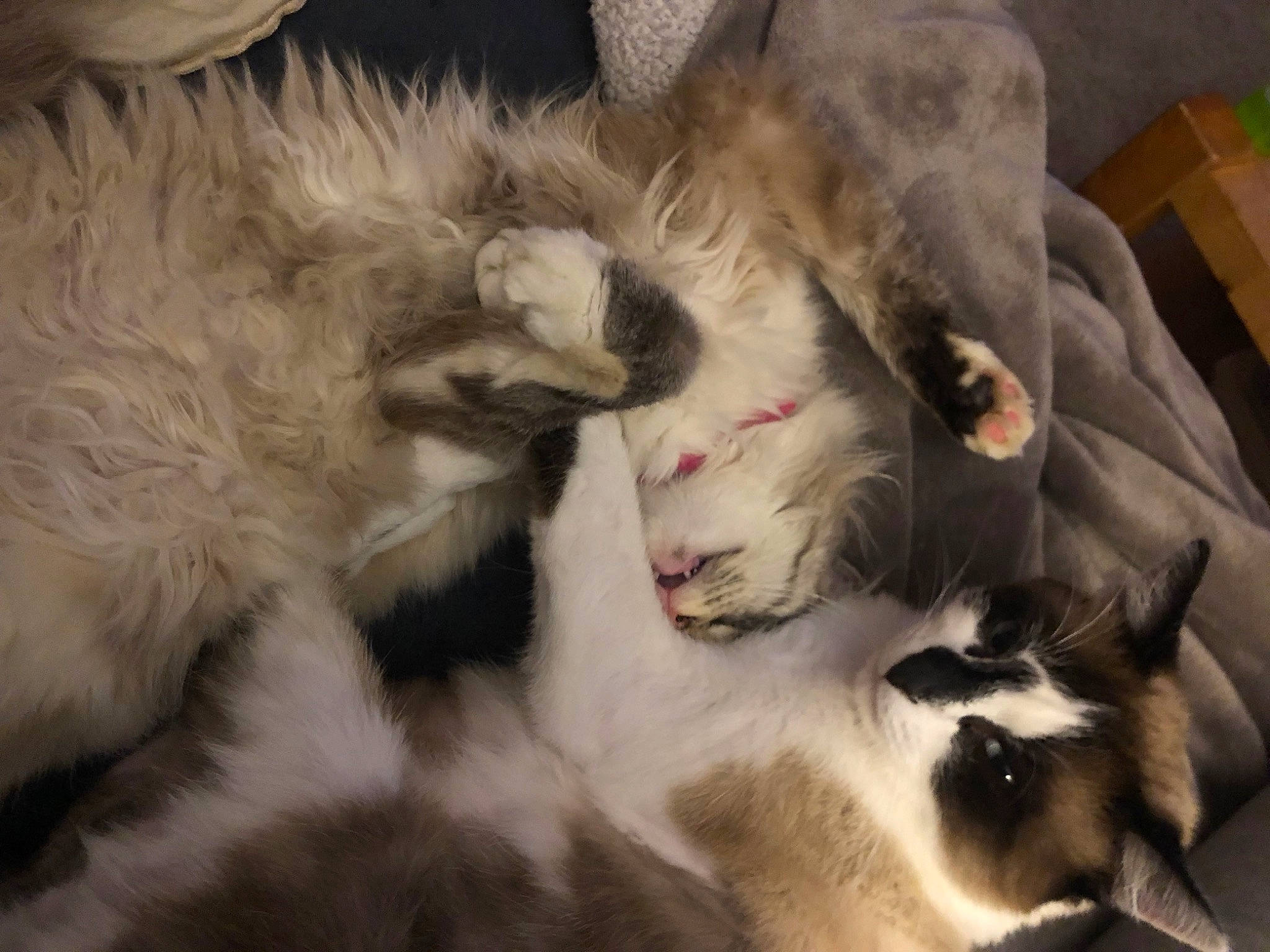 Siam participe au concours pour gagner de l'argent avec cette photo : carnivore, cat, comfort, companion_dog, dog_breed, fang, fawn, felidae, fur, natural_material, paw, small_to_medium_sized_cats, snout, terrestrial_animal, whiskers