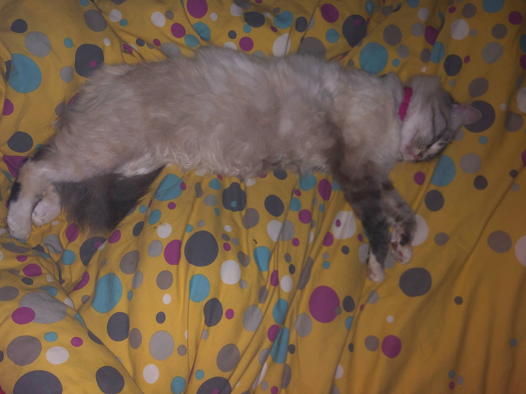 Twilla participe au concours pour gagner de l'argent avec cette photo : bed, carnivore, cat, comfort, dog_breed, felidae, flooring, fur, linens, pattern, paw, room, small_to_medium_sized_cats, tail, terrestrial_animal, whiskers