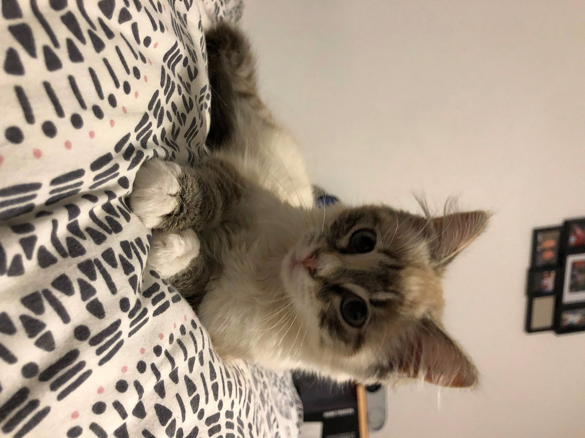 Twilla participe au concours pour gagner de l'argent avec cette photo : basket, cage, carnivore, cat, domestic_short_haired_cat, fawn, felidae, fur, grey, mesh, monochrome, monochrome_photography, pattern, paw, picture_frame, plant, small_to_medium_sized_cats, snout, tail, whiskers