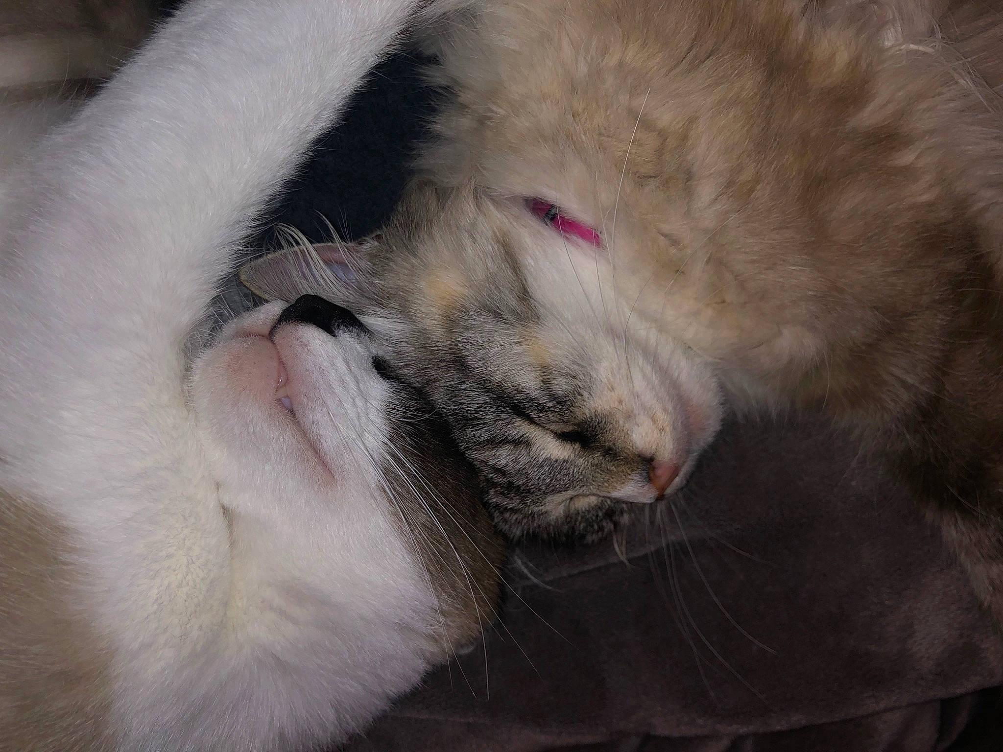 Twilla participe au concours pour gagner de l'argent avec cette photo : carnivore, cat, claw, close_up, fawn, felidae, fur, nap, paw, sleep, small_to_medium_sized_cats, terrestrial_animal, whiskers, wildlife