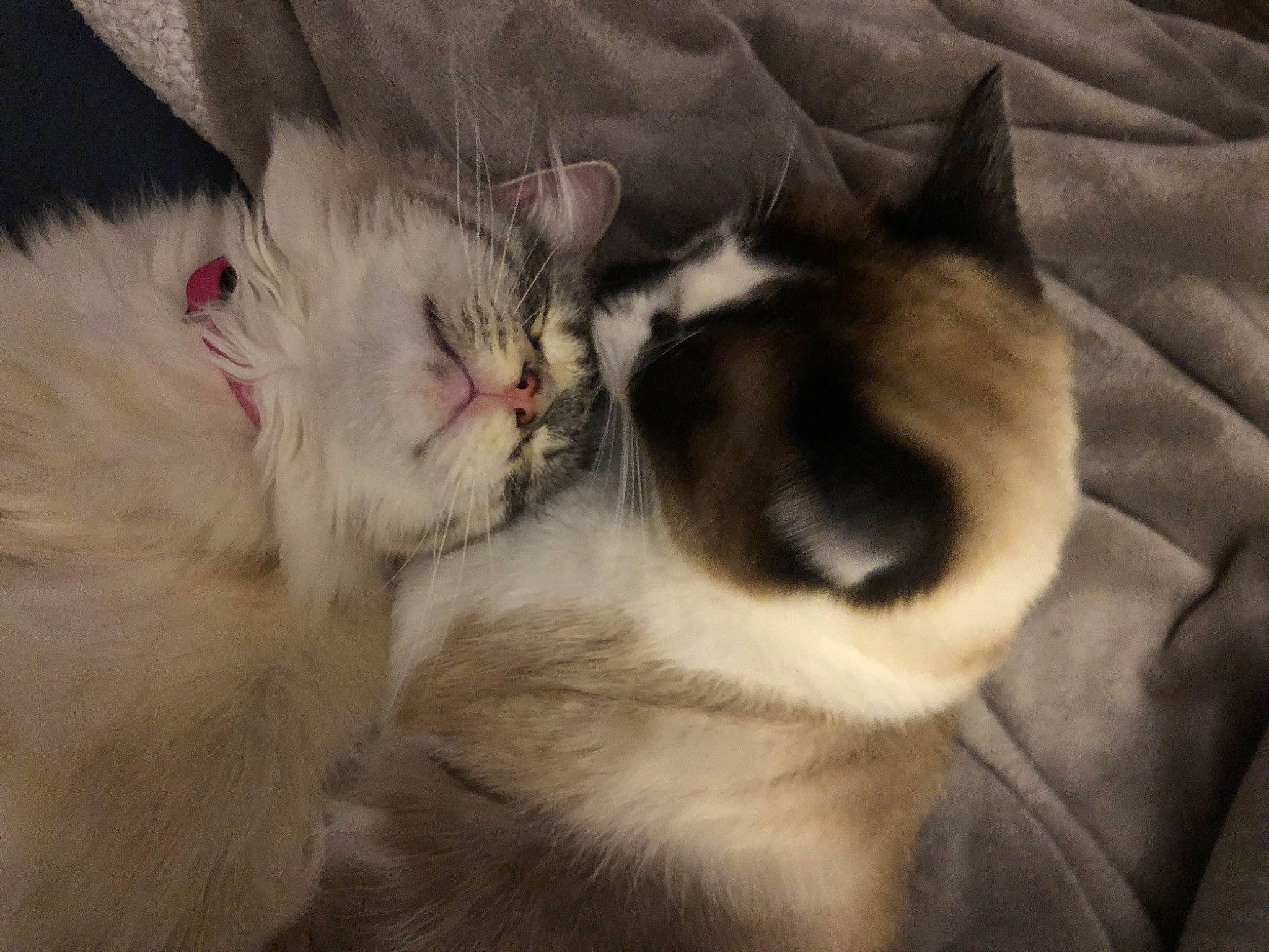 Twilla a rejoint le concours — aidez-le/la à gagner de superbes lots ! balinese, carnivore, cat, claw, comfort, domestic_short_haired_cat, fawn, felidae, fur, linens, nap, paw, sleep, small_to_medium_sized_cats, snout, tail, thai, whiskers