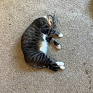 Scout joined the competition — help win amazing prizes! animal, carpet, cat, cozy, cute, domestic, feline, fur, home, indoor, paws, pet, quiet, relaxed, resting, sleeping, soft, striped, tabby, whiskers