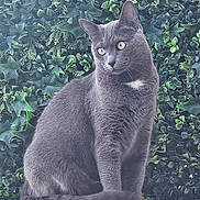 Bounty participe au concours pour gagner de l'argent avec cette photo : cat, gray_cat, animal, pet, ivy, greenery, leaf, plant, nature, outdoor, sitting, fur, whiskers, tail, eyes, portrait, calm, curious, background, closeup