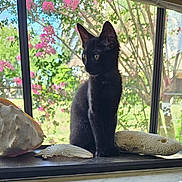 Misha is registered to the contest to win money with this photo: animal, black_cat, curious, feline, flowers, glass, greenery, indoor, kitten, nature, outdoor, pet, pink_flowers, seashells, shell, sunlight, tree, window, windowsill, young_cat