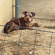 Athena participe au concours pour gagner de l'argent avec cette photo : dog, dogs, brown_dog, puppy, outdoor, yard, fence, wire_fence, concrete, ground, building, wall, water_bowl, animal, pet, lying_down, sitting, portrait, daylight, rural