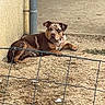 dog, dogs, brown_dog, puppy, outdoor, yard, fence, wire_fence, concrete, ground, building, wall, water_bowl, animal, pet, lying_down, sitting, portrait, daylight, rural