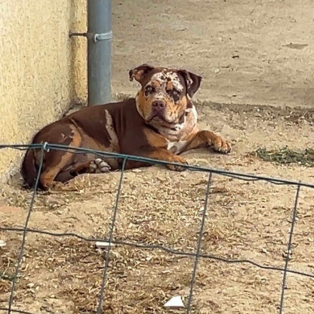 Athena participe au concours pour gagner de l'argent avec cette photo : dog, dogs, brown_dog, puppy, outdoor, yard, fence, wire_fence, concrete, ground, building, wall, water_bowl, animal, pet, lying_down, sitting, portrait, daylight, rural