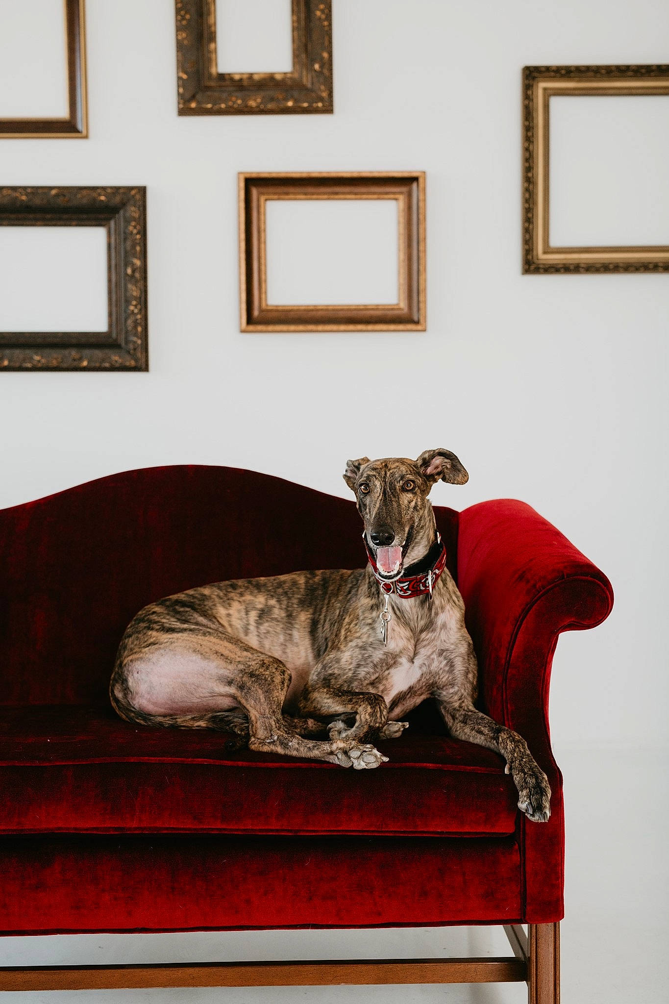 Char joined the competition — help win amazing prizes! bed, canidae, carnivore, cat, chair, comfort, couch, dog, furniture, great_dane, guard_dog, interior_design, red, room, sporting_group, table, window