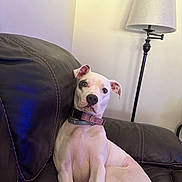 Missy joined the competition — help win amazing prizes! dog, white_dog, black_patch, leather_couch, indoor, floor_lamp, pet, relaxed, seated, collar, curious, home_interior, furniture, animal, mammal, canine, domestic_animal, resting, looking_at_camera, cozy