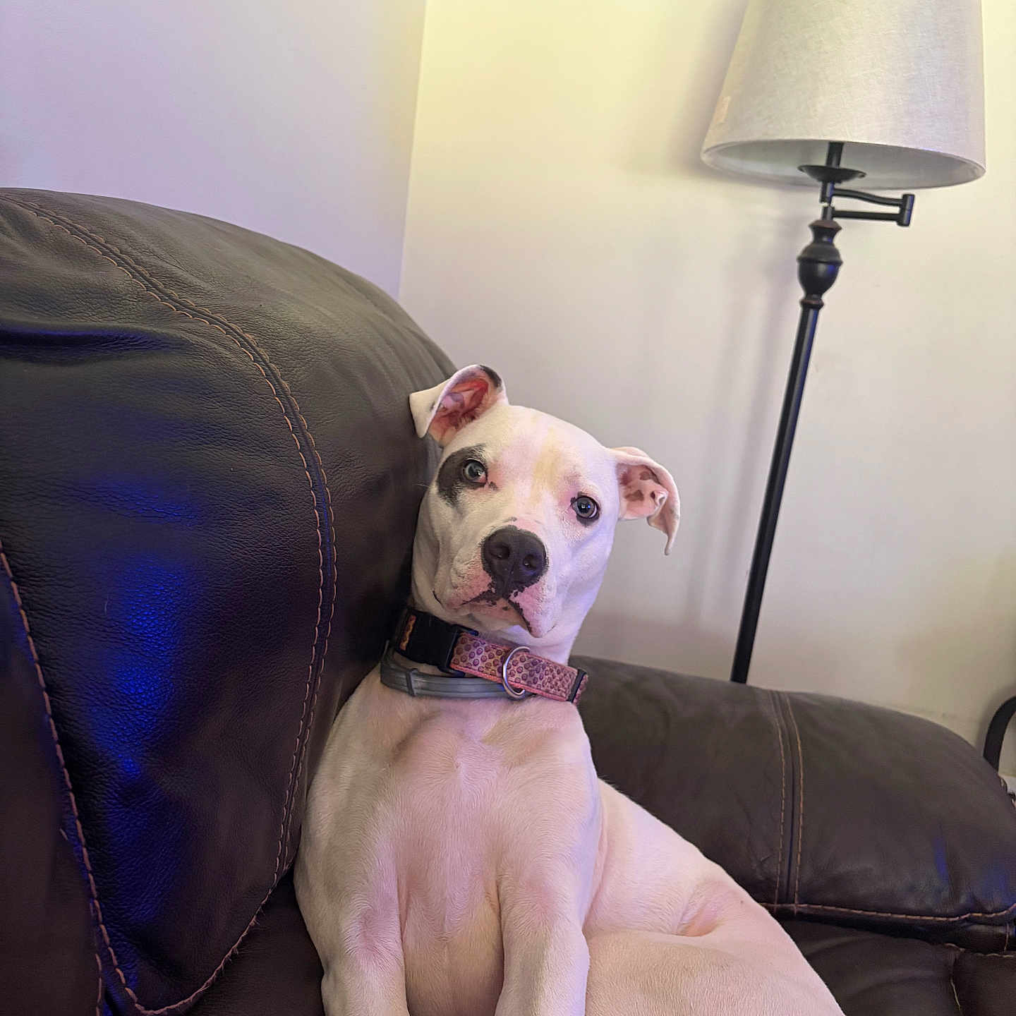 Missy joined the competition — help win amazing prizes! dog, white_dog, black_patch, leather_couch, indoor, floor_lamp, pet, relaxed, seated, collar, curious, home_interior, furniture, animal, mammal, canine, domestic_animal, resting, looking_at_camera, cozy