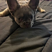 Milo is registered to the contest to win money with this photo: dog, puppy, french_bulldog, pet, animal, lying_down, sleepy, bed, bedroom, bedding, blanket, ears, paws, short_snout, wrinkles, brown_fur, indoor, portrait, cute, relaxed