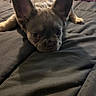 dog, puppy, french_bulldog, pet, animal, lying_down, sleepy, bed, bedroom, bedding, blanket, ears, paws, short_snout, wrinkles, brown_fur, indoor, portrait, cute, relaxed