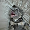 Milo is registered to the contest to win money with this photo: dog, bulldog, puppy, sleeping, lying_down, back, bed, blanket, bedding, indoor, pet, animal, fur, wrinkles, snout, open_mouth, teeth, relaxed, cute, portrait