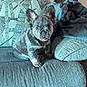 Milo joined the competition — help win amazing prizes! dog, puppy, french_bulldog, sitting, couch, sofa, cushions, blanket, indoors, portrait, pet, animal, wrinkled_face, large_ears, short_fur, gray_coat, cute, alert, home, upholstery