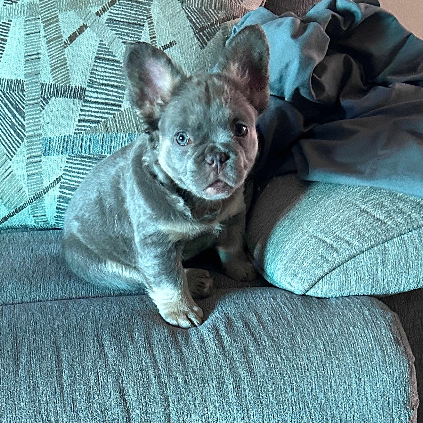 Milo joined the competition — help win amazing prizes! dog, puppy, french_bulldog, sitting, couch, sofa, cushions, blanket, indoors, portrait, pet, animal, wrinkled_face, large_ears, short_fur, gray_coat, cute, alert, home, upholstery